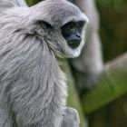 Silbergibbon