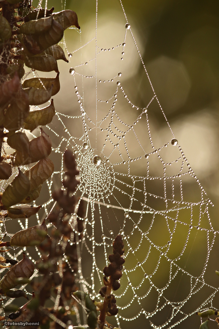 Silbergleich des Herbstes Perlen