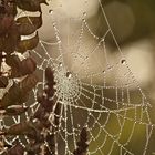 Silbergleich des Herbstes Perlen