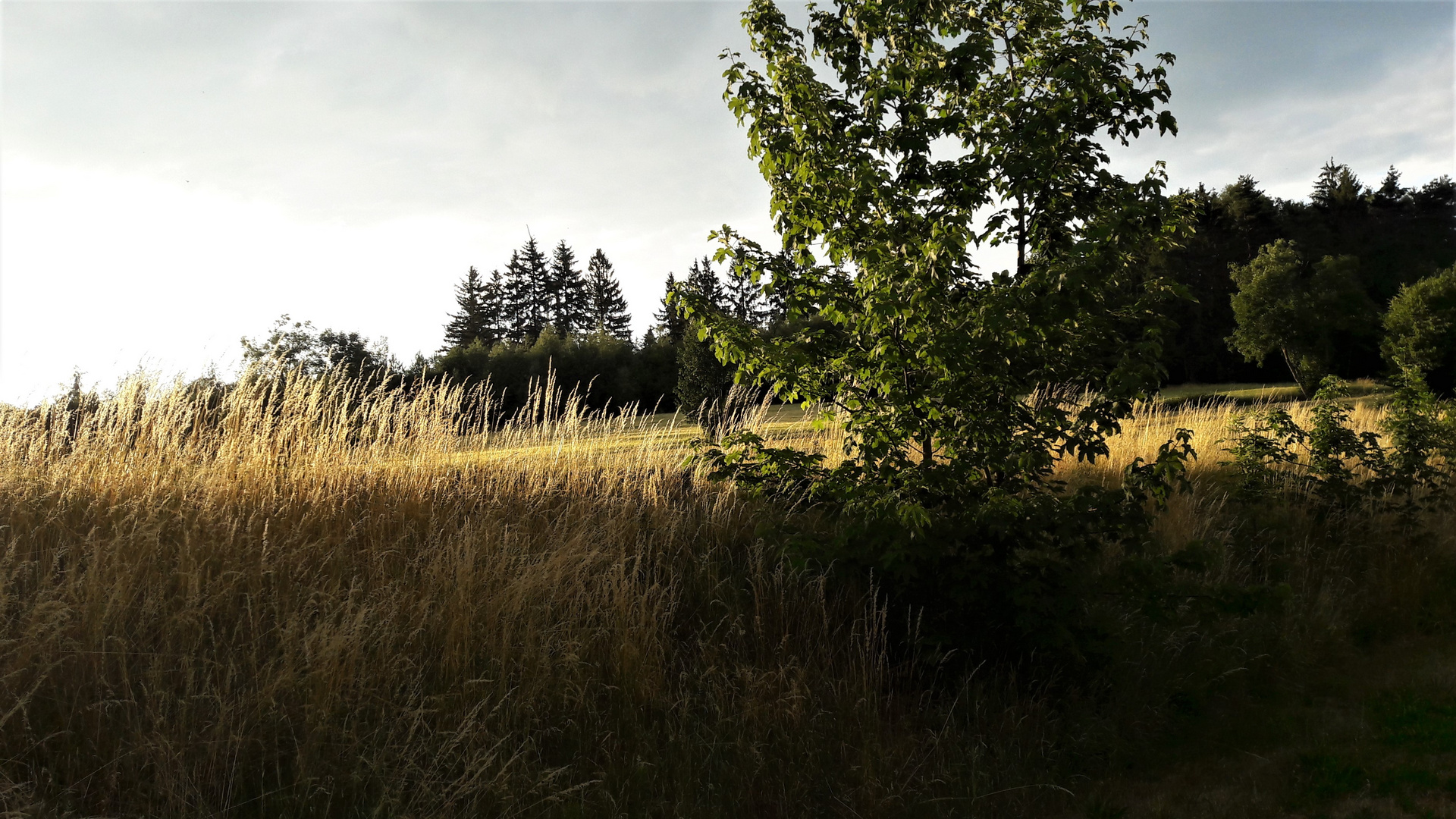 Silbergras im Abendlicht