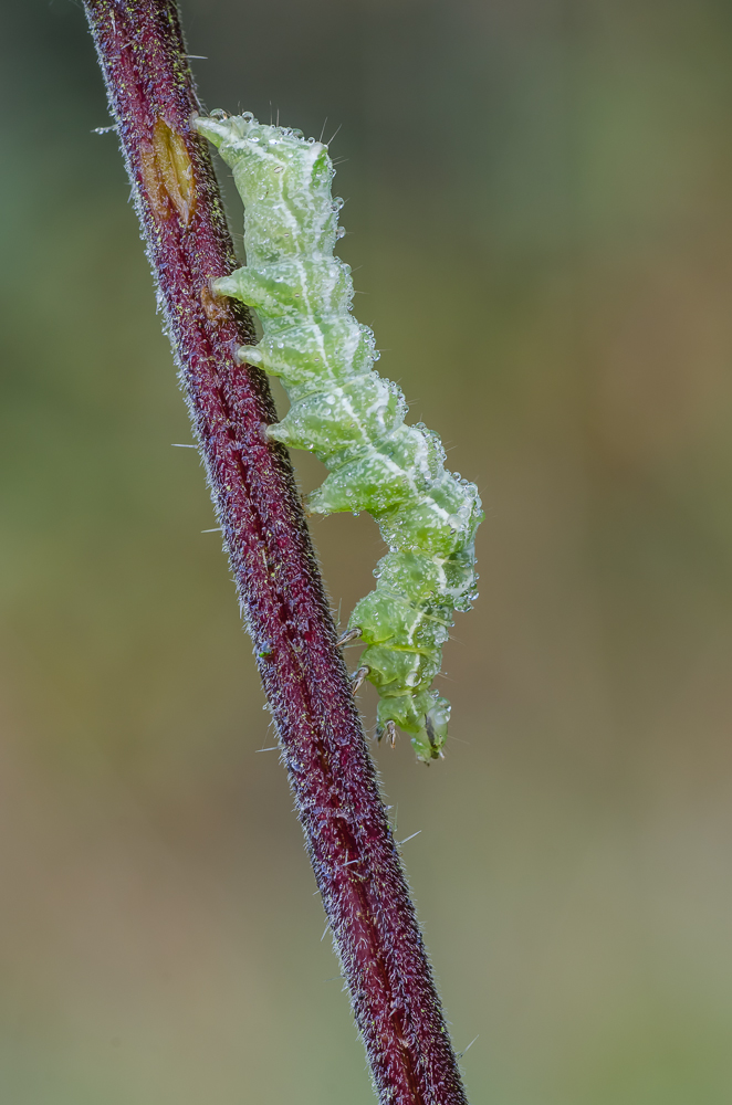 Silbergraue Nessel-Höckereule - Abrostola tripartita