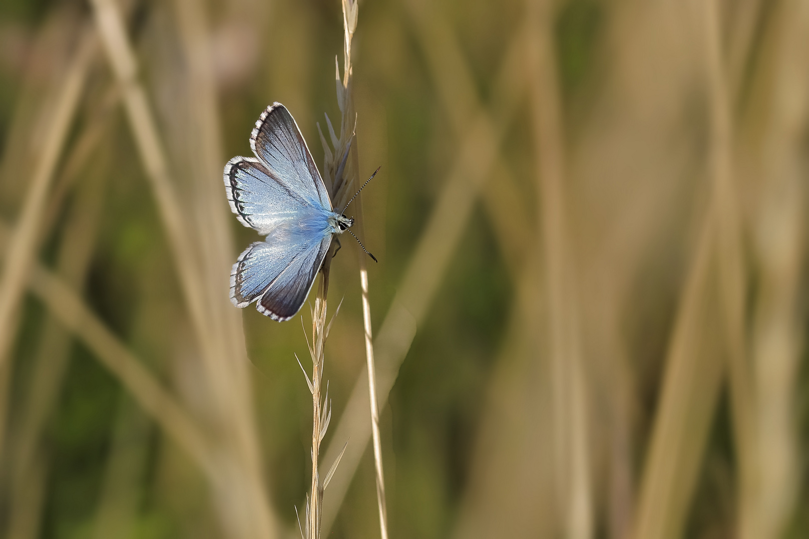 Silbergrüne Bläuling 