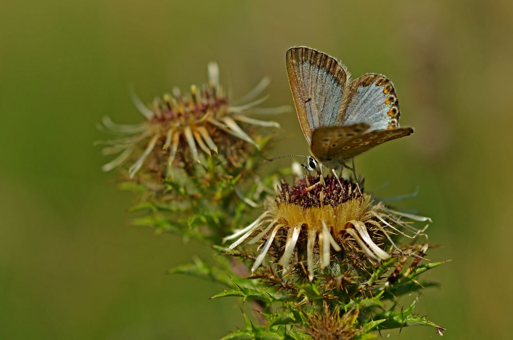 Silbergrüne Bläuling 22.8.15