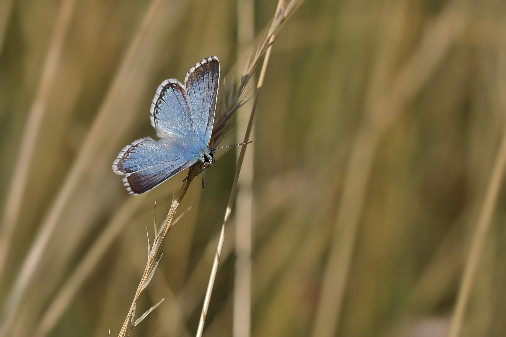 Silbergrüne Bläuling II