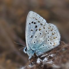 Silbergrüne Bläuling ( Polyommatus coridon) 