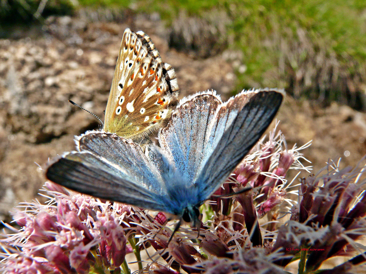  Silbergrüne Bläuling (Polyommatus coridon bzw. wohl richtiger Lysandra coridon) 