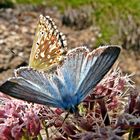  Silbergrüne Bläuling (Polyommatus coridon bzw. wohl richtiger Lysandra coridon) 