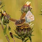 Silbergrüne Bläulinge auf Golddistel, dazu ein paar Knappen