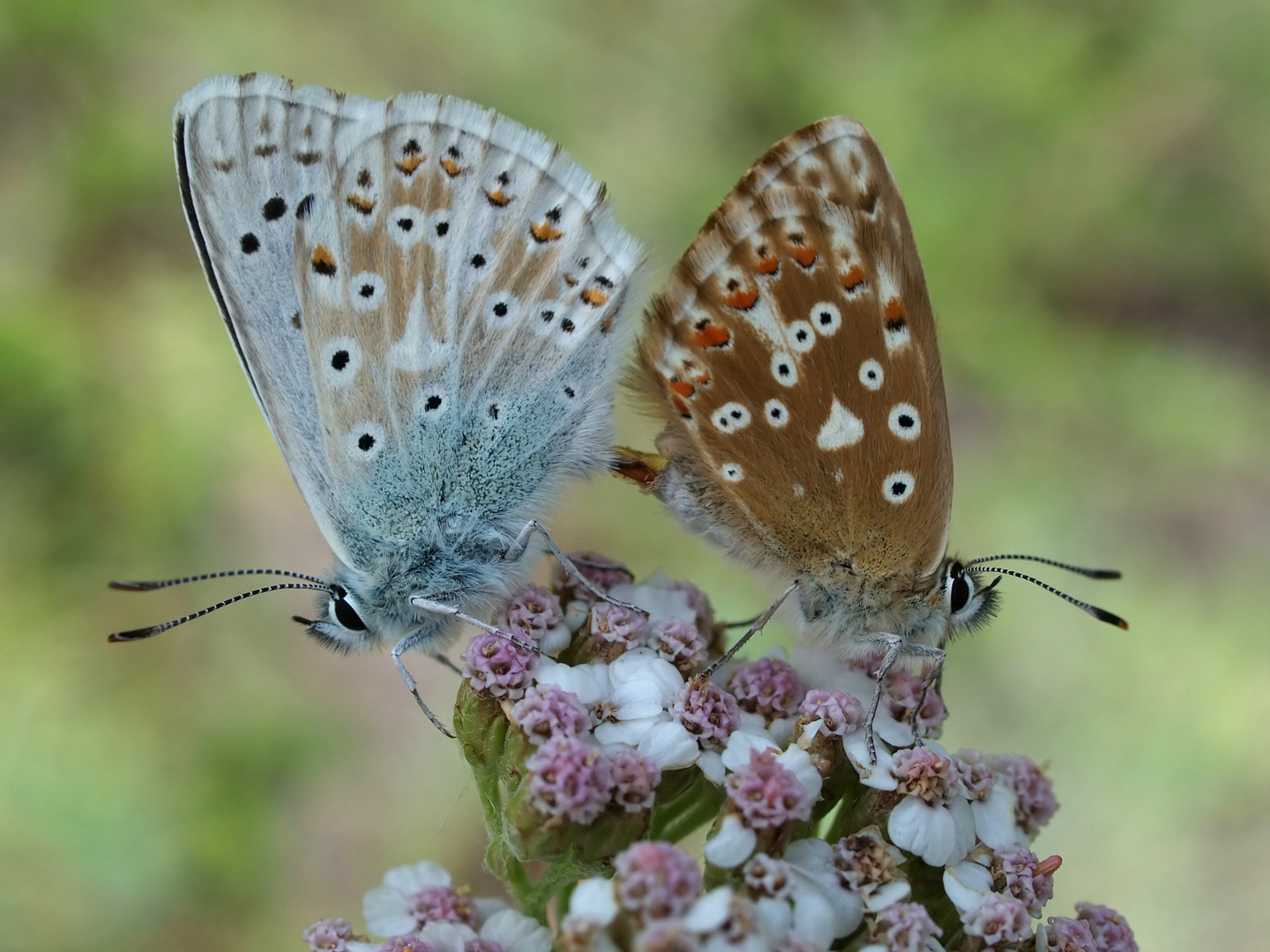 Silbergrüne Hochzeit