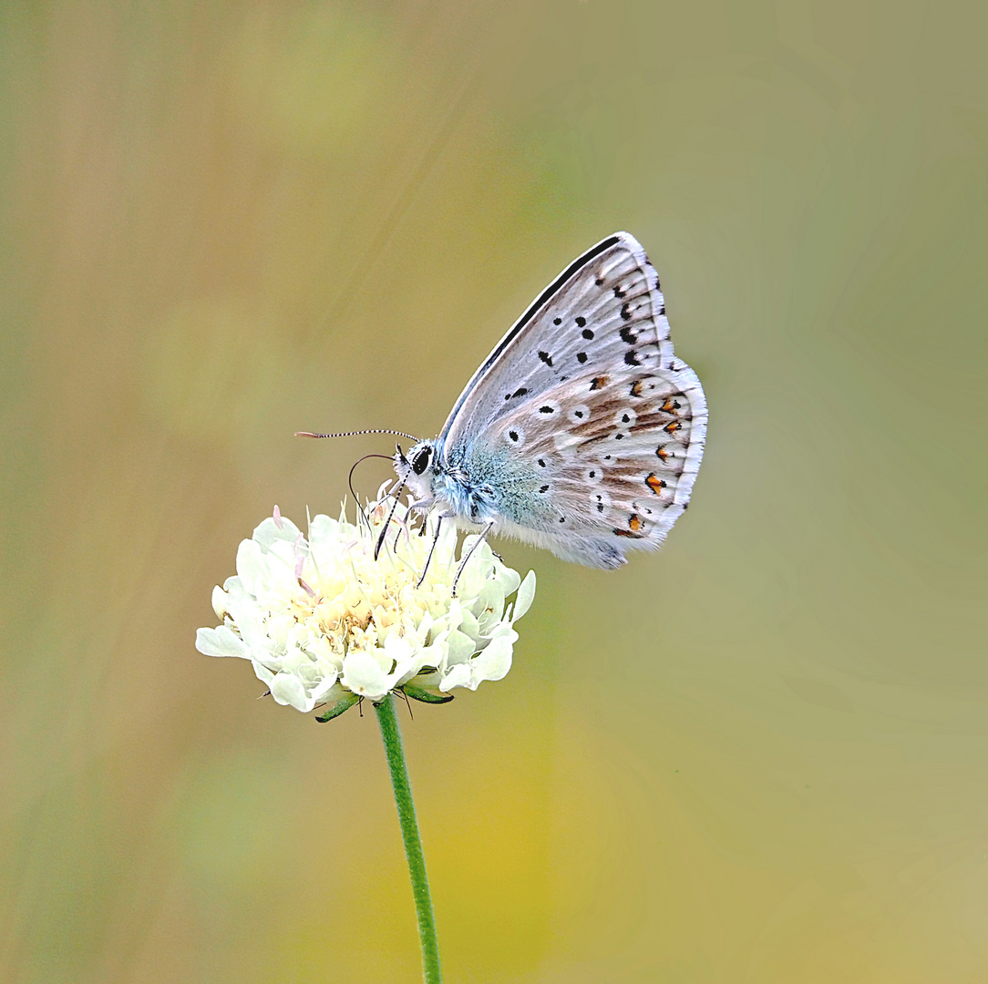 Silbergrüner Bläuling