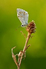 Silbergrüner Bläuling #4