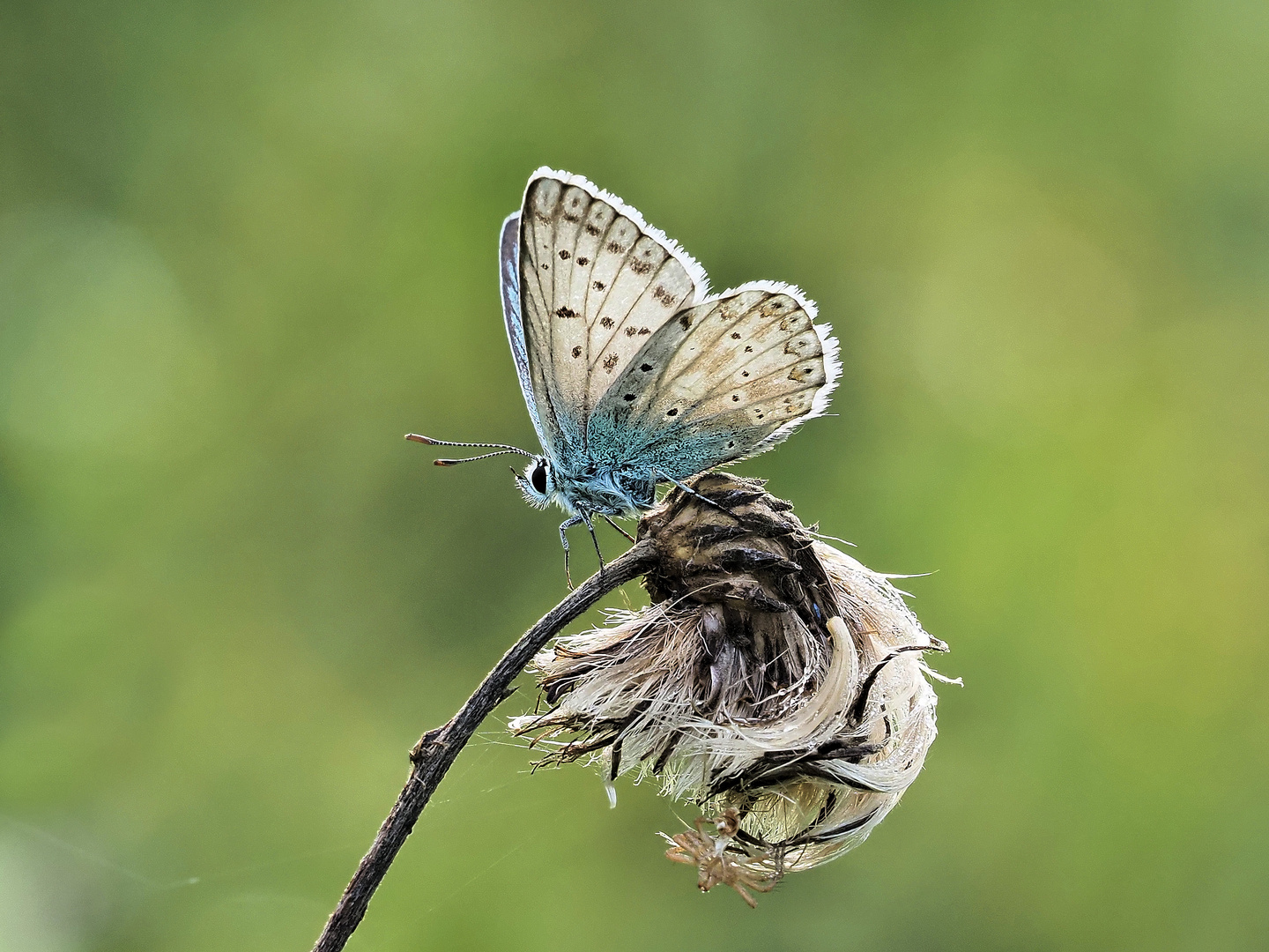 Silbergrüner Bläuling