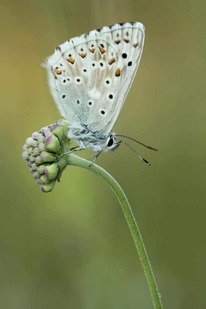 Silbergrüner Bläuling Foto & Bild tiere, wildlife, schmetterlinge