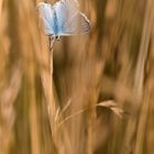 Silbergrüner Bläuling