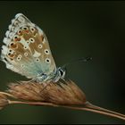 Silbergrüner Bläuling