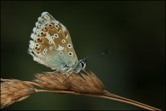 Silbergrüner Bläuling