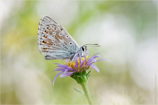 Silbergrüner Bläuling ...