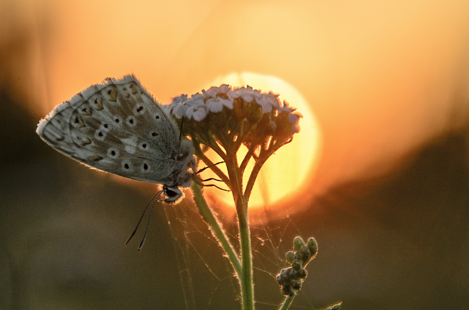 Silbergrüner Bläuling am Schlafplatz (Polyommatus coridon)