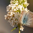 Silbergrüner Bläuling am Schmetterlingsbusch