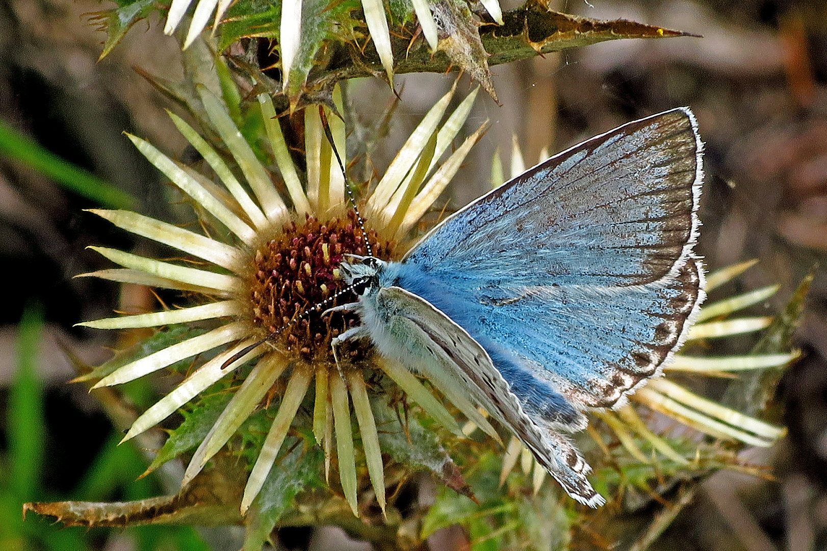 Silbergrüner Bläuling an Silberdistel