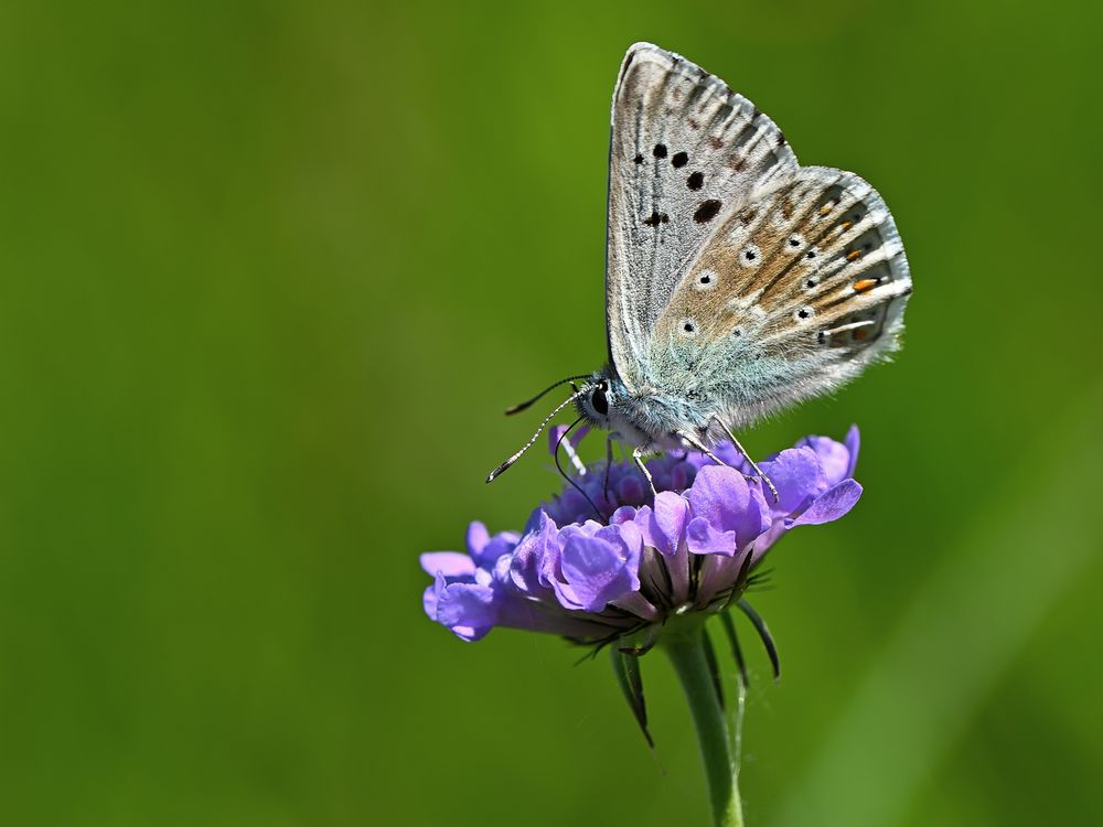 Silbergrüner Bläuling Foto & Bild tiere, wildlife, schmetterlinge