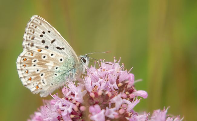 Silbergrüner Bläuling