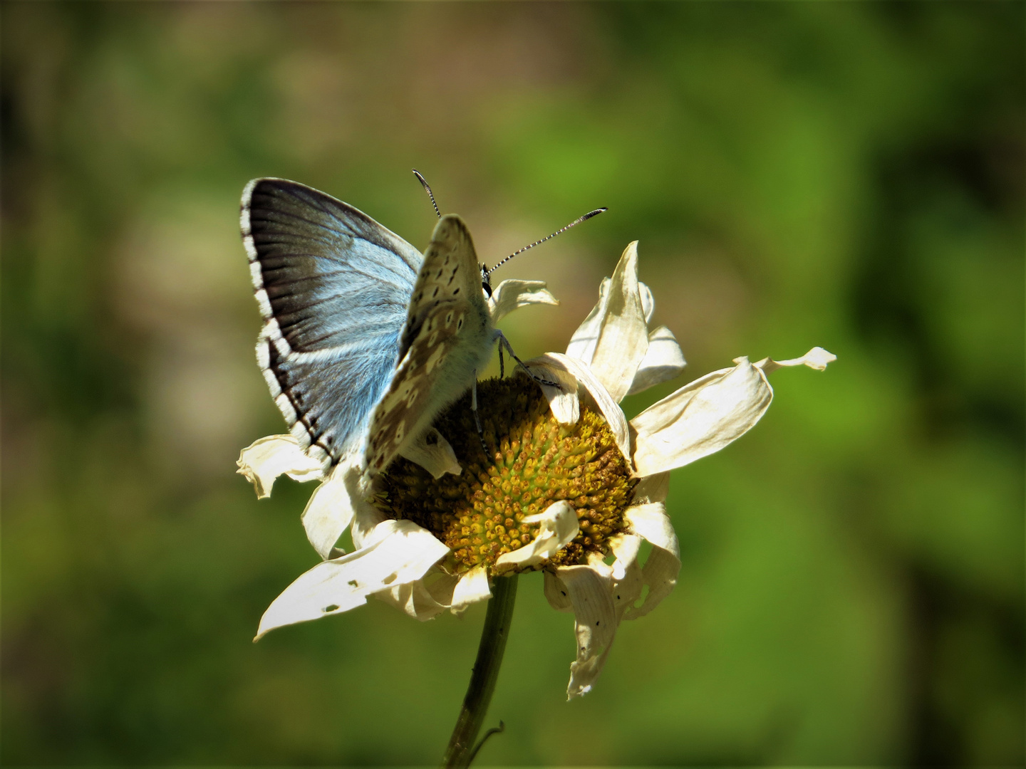 Silbergrüner Bläuling Foto & Bild tiere, wildlife, schmetterlinge