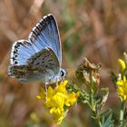 Silbergrüner Bläuling im Trockenrasen-Biotop