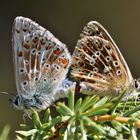 Silbergrüner Bläuling intim 2 