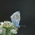 Silbergrüner Bläuling (Lysandra coridon)