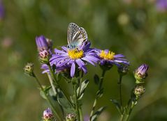 Silbergrüner Bläuling (Lysandra coridon)