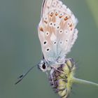 Silbergrüner Bläuling (Lysandra coridon)