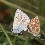 Silbergrüner Bläuling (Lysandra coridon).