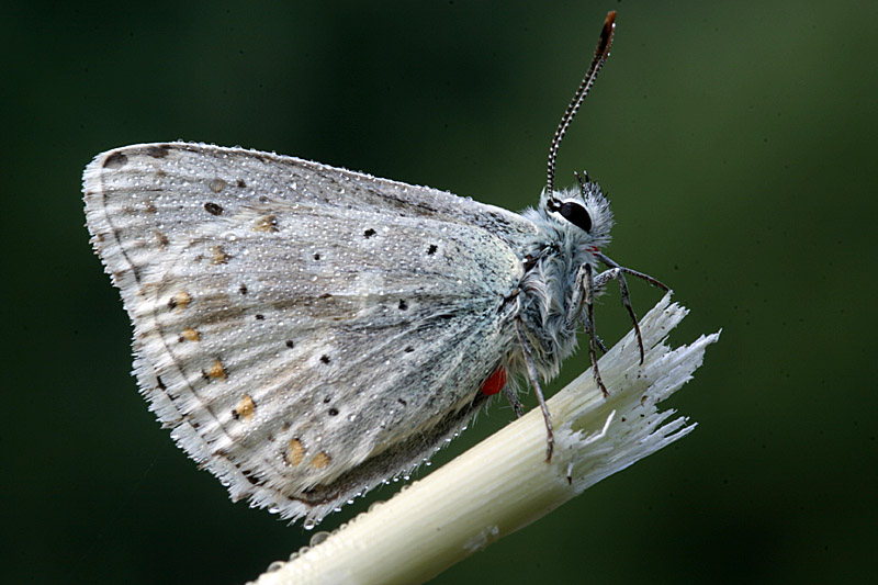 Silbergrüner Bläuling ( Lysandra coridon)