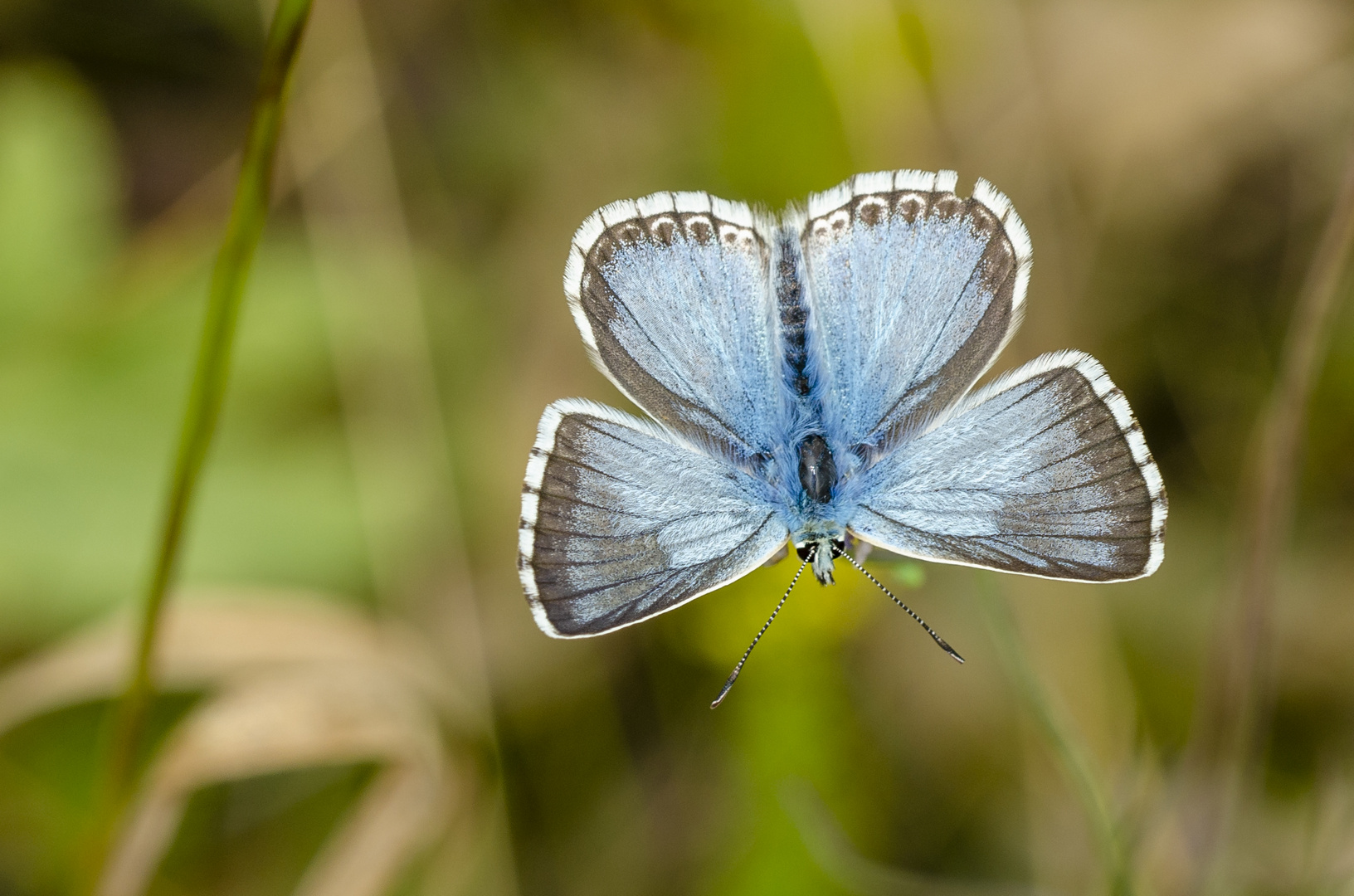 Silbergrüner  Bläuling, Männchen (Polyommatus coridon)