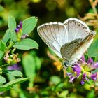 Silbergrüner Bläuling, Männchen  (Polyommatus coridon)