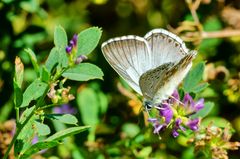 Silbergrüner Bläuling, Männchen  (Polyommatus coridon)