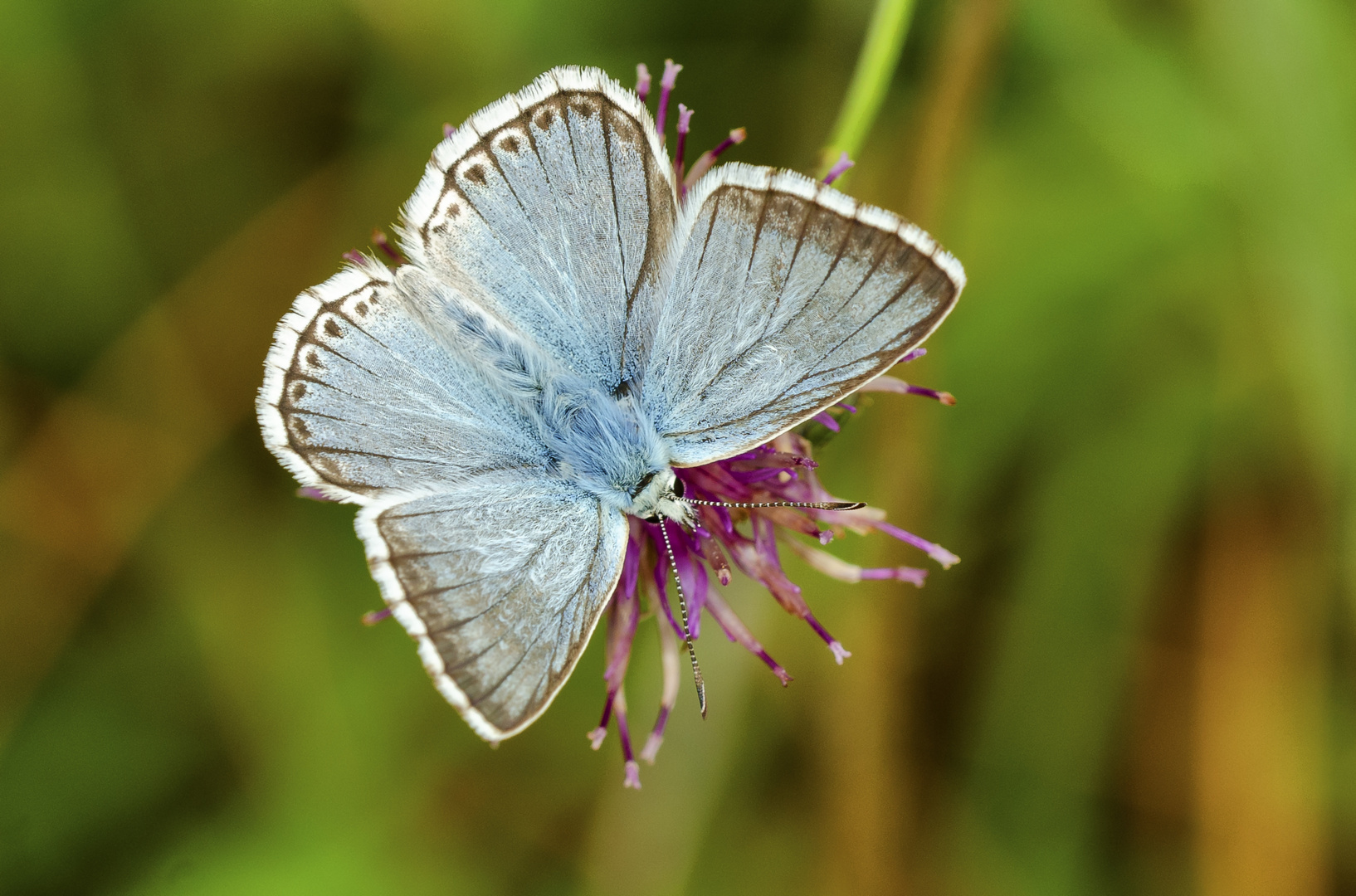 Silbergrüner Bläuling, Männhen (Polyommatus coridon)