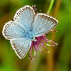 Silbergrüner Bläuling, Männhen (Polyommatus coridon)