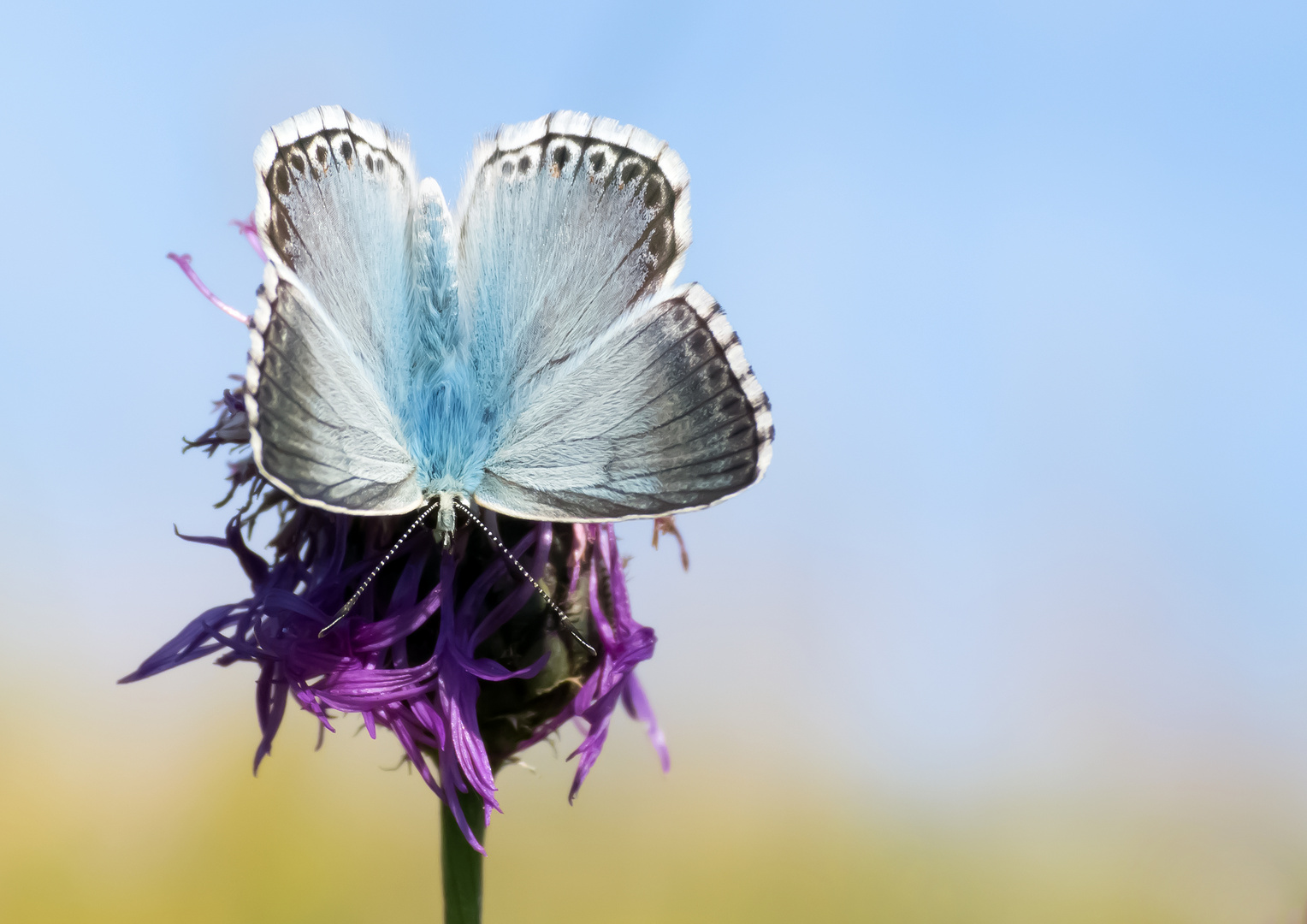 Silbergrüner Bläuling, Polyommatus coridon