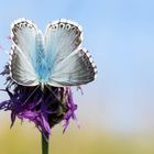 Silbergrüner Bläuling, Polyommatus coridon