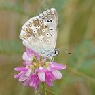 Silbergrüner Bläuling (Polyommatus coridon)