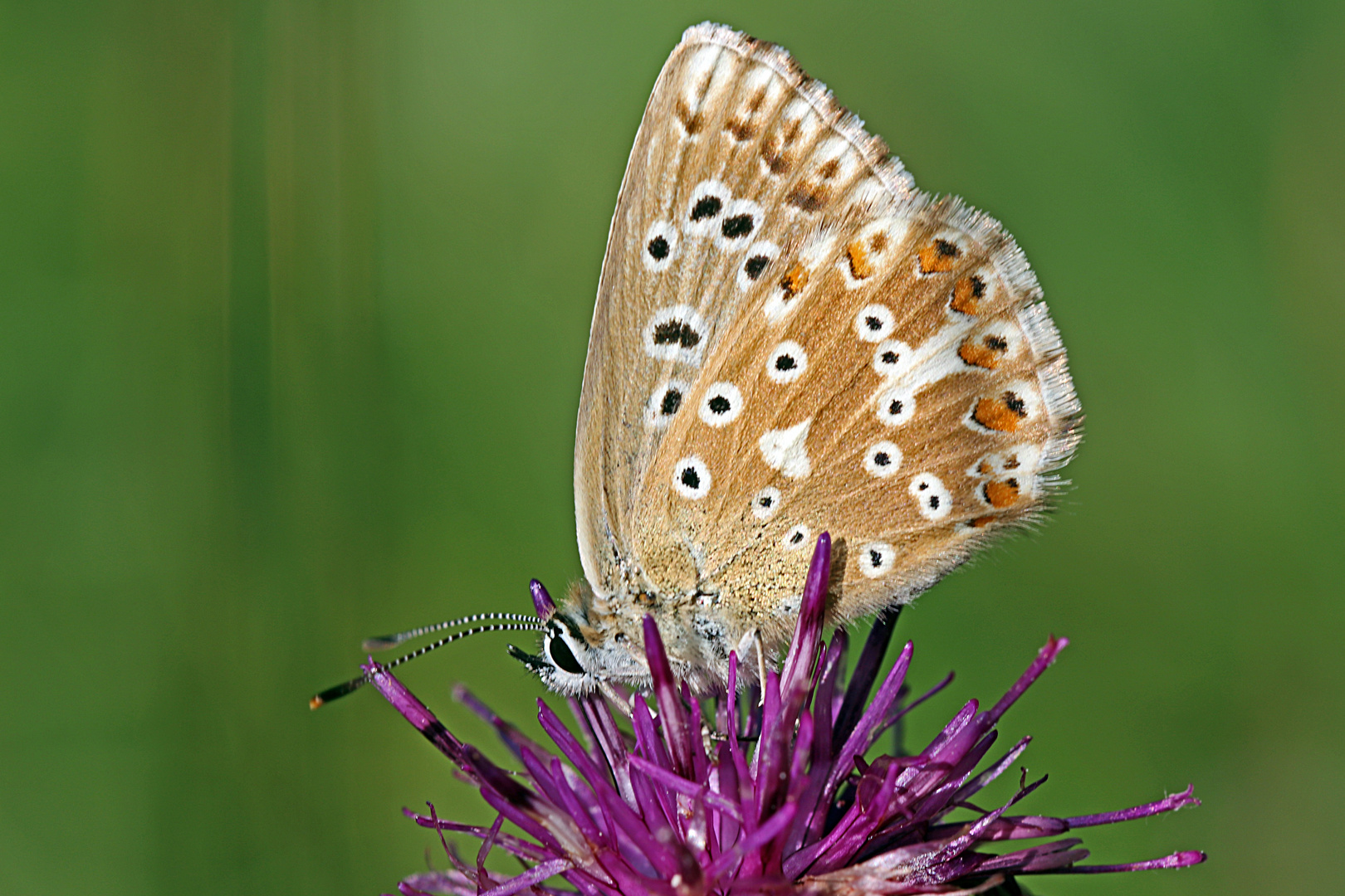 Silbergrüner Bläuling (Polyommatus coridon)