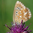 Silbergrüner Bläuling (Polyommatus coridon)