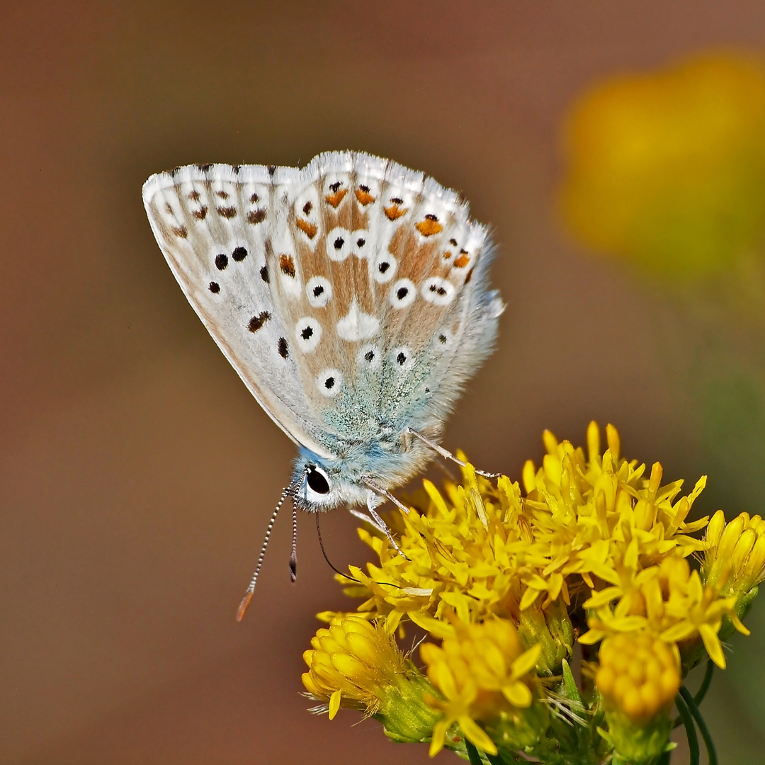 Silbergrüner Bläuling (Polyommatus coridon)