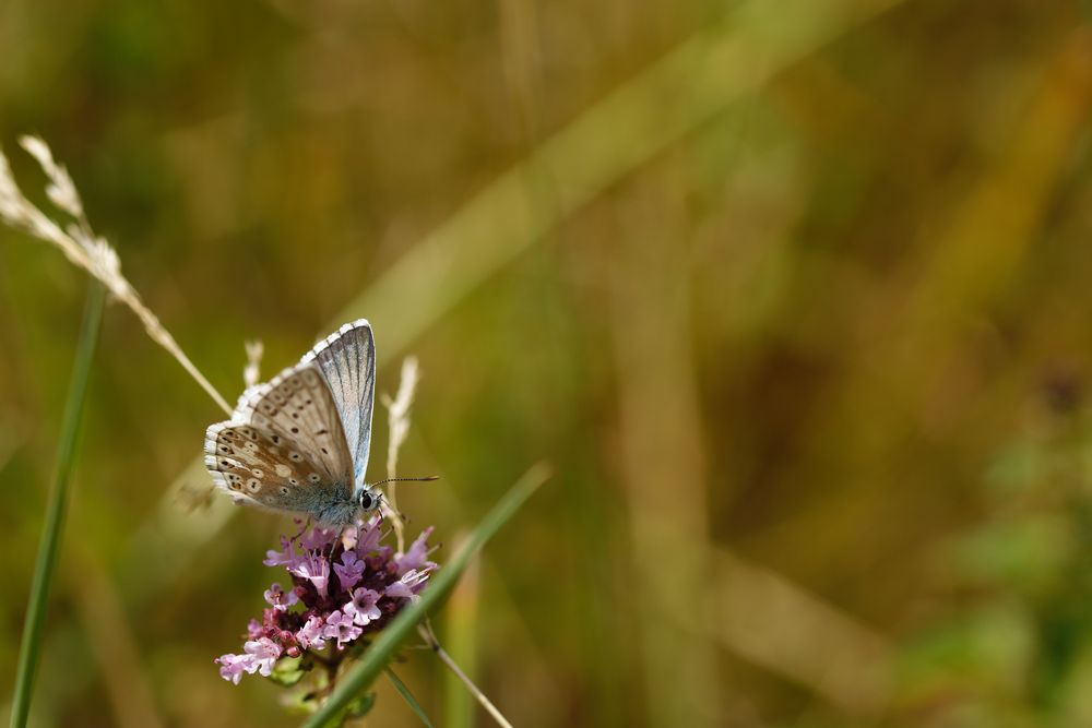 Silbergrüner Bläuling (Polyommatus coridon)