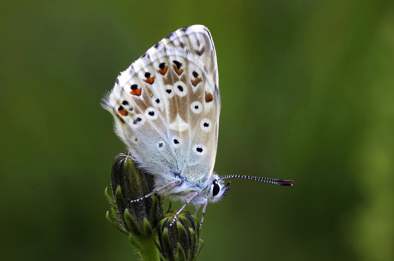 Silbergrüner Bläuling (Polyommatus coridon)