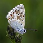 Silbergrüner Bläuling (Polyommatus coridon)