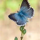 Silbergrüner Bläuling - Polyommatus coridon