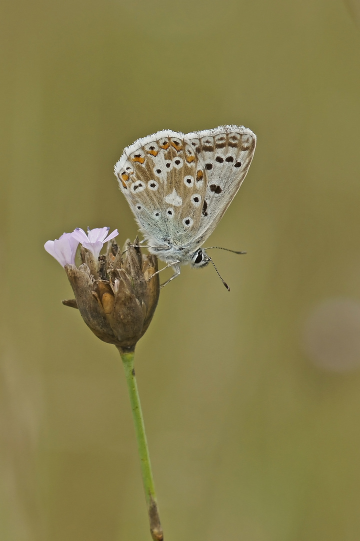 Silbergrüner Bläuling (Polyommatus coridon)